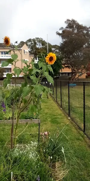 Merrylands Community Garden.