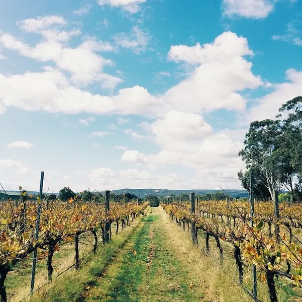 Ugly Duckling Wines