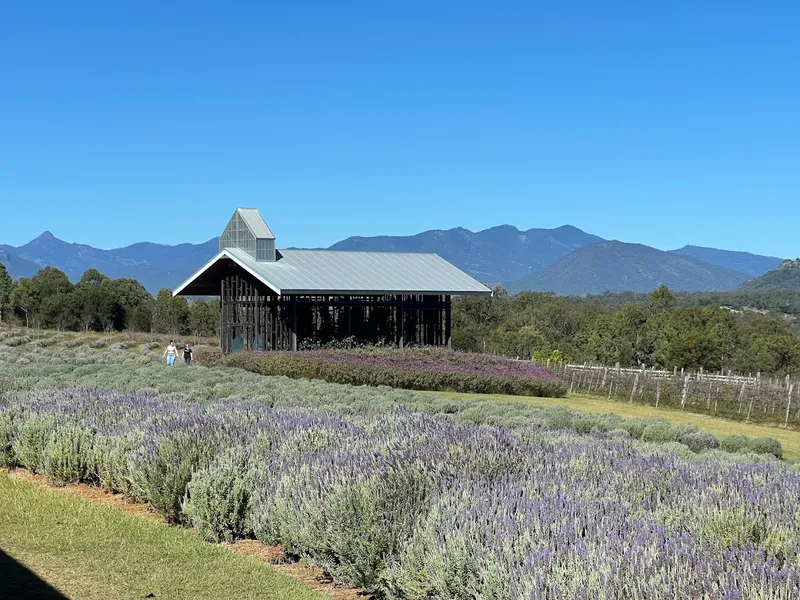 Kooroomba Vineyards and Lavender Farm.