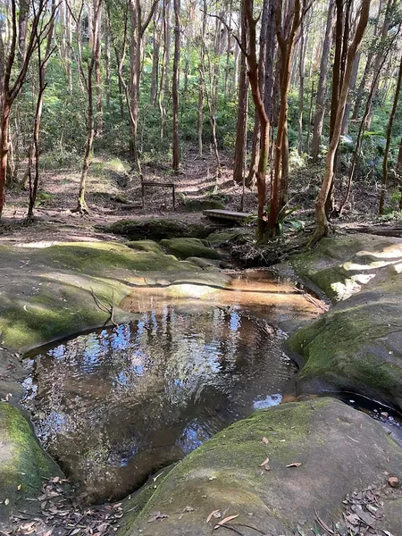 Lane Cove Bushland Park