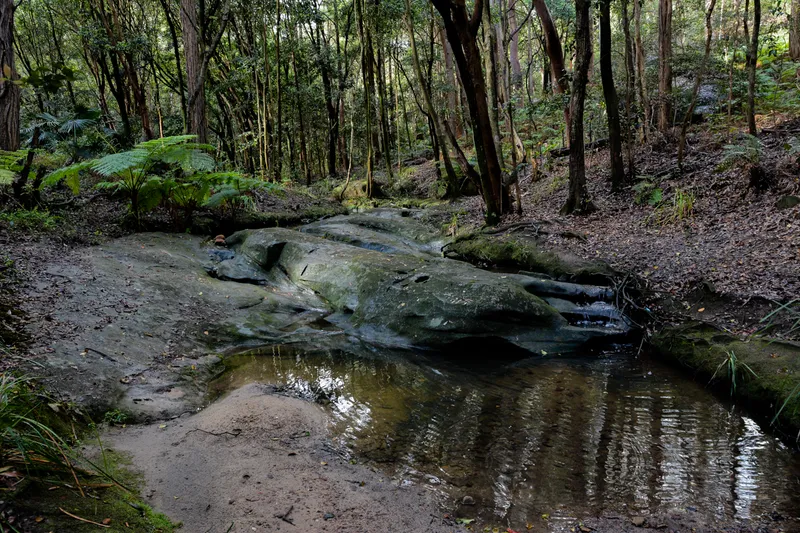 Lane Cove Bushland Park