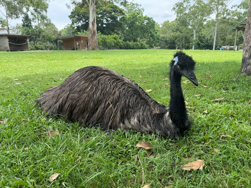 Lone Pine Koala Sanctuary