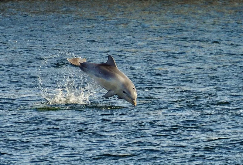 Adelaide Dolphin Sanctuary