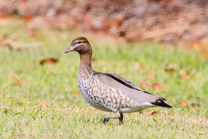 Caboolture Region Environmental Education Centre