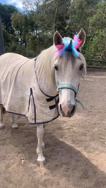 Palomino Riding School