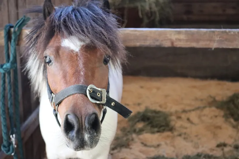 Exhibition Equestrian Centre