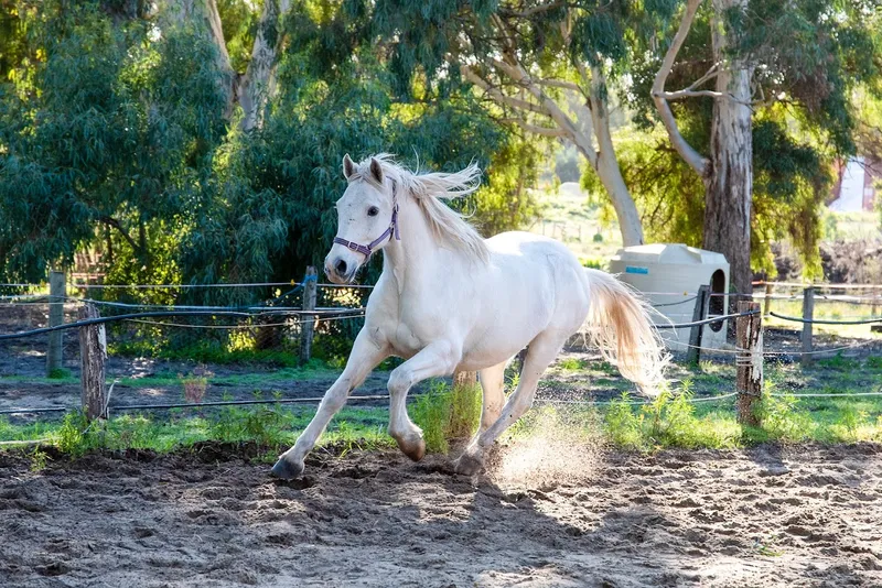 Happy Hooves Wanneroo