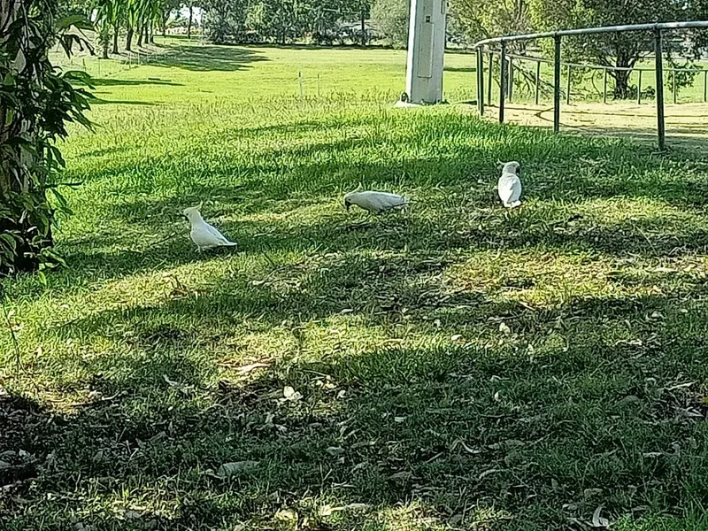 Loganlea Picnic Grounds