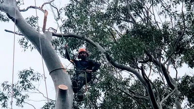 Top 10 tree services in Fairfield City Council Sydney