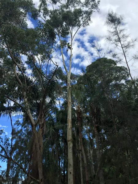 Arborists Services NSW