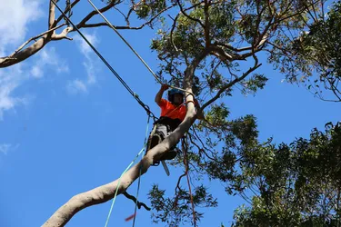 Best of 16 tree services in Sutherland Shire Sydney