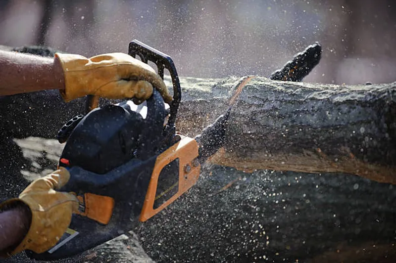 Hi-Quality Tree Services & Stump Removal