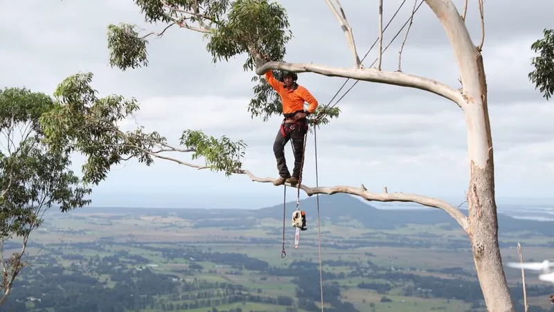 Rennie Bros Tree Removal