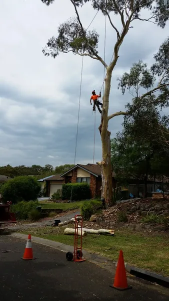 Sydney Tree Works