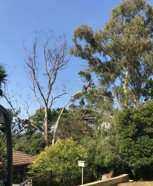 Cutting Edge Tree Care | Arborist Sutherland Shire Tree Removal