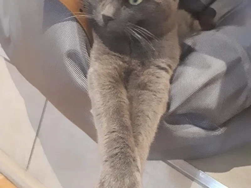 Café Félin Chats-Nous