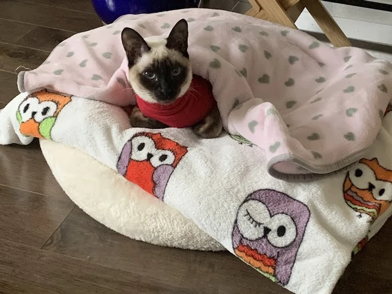 Clinique Veterinaire