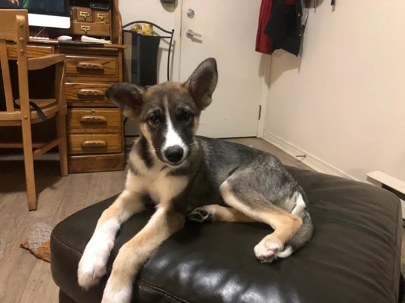 Clinique Vétérinaire Cimon Vanier - Vet et Nous