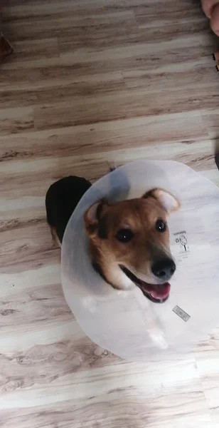 Clinique Vétérinaire Duplessis inc.