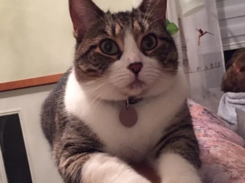 Hôpital Vétérinaire des Laurentides - Vet et Nous