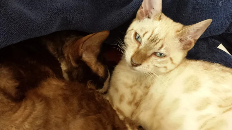 Clinique Veterinaire St-Emile