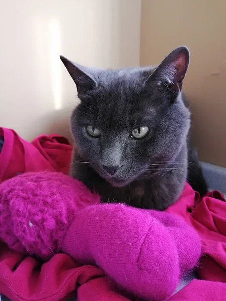 Clinique Vétérinaire Féline de Ste-Foy - Vet et Nous