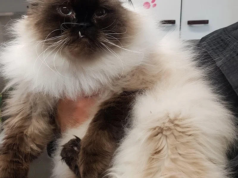 Salon de toilettage La Chattitude