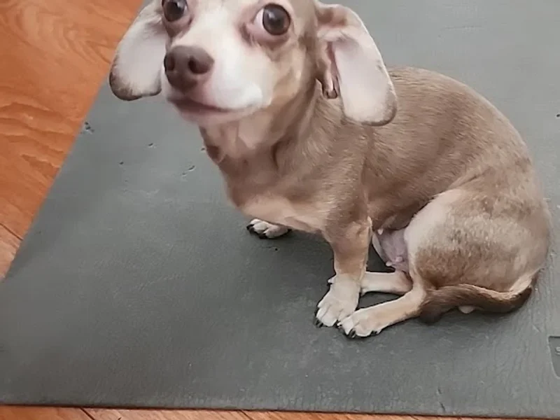 Salon de Tonte Jfc Inc