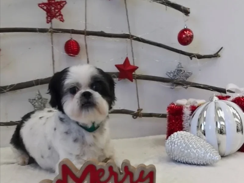 Salon de beauté pour animaux chez Belami