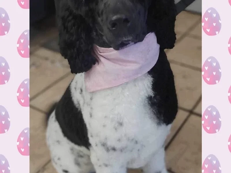 Salon Patte de peluche inc.