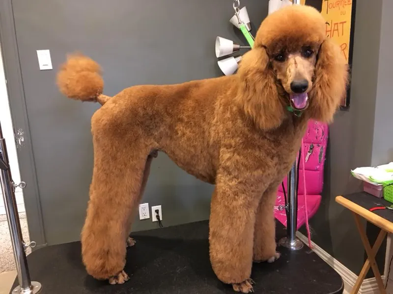 Coiffure Canine