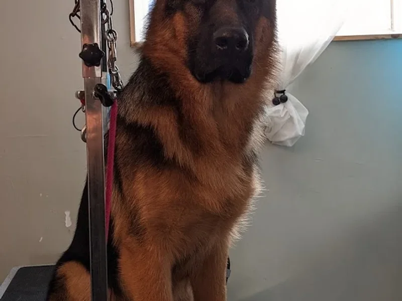 Toilettage Au Berger