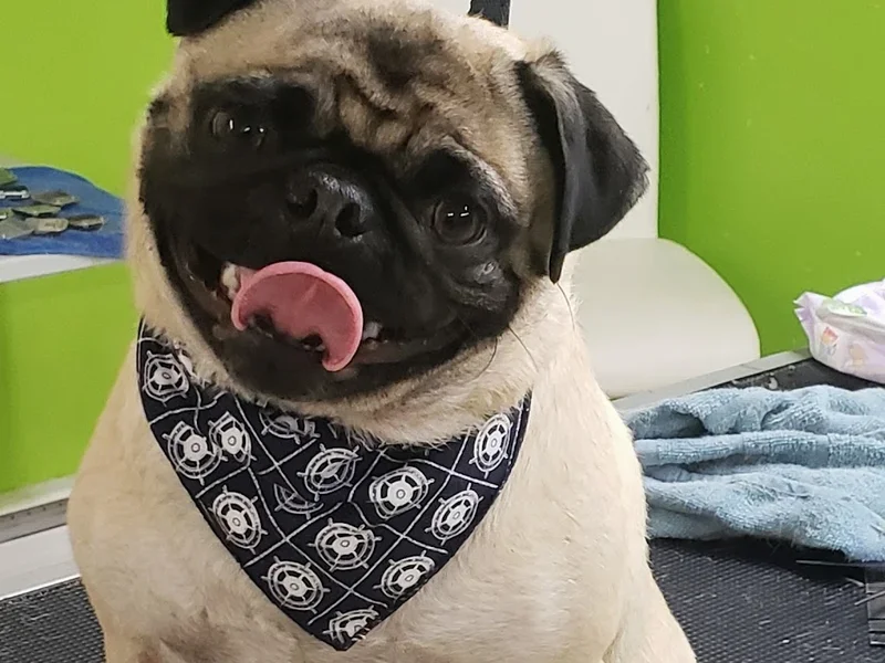 Salon toilettage Poil Doux