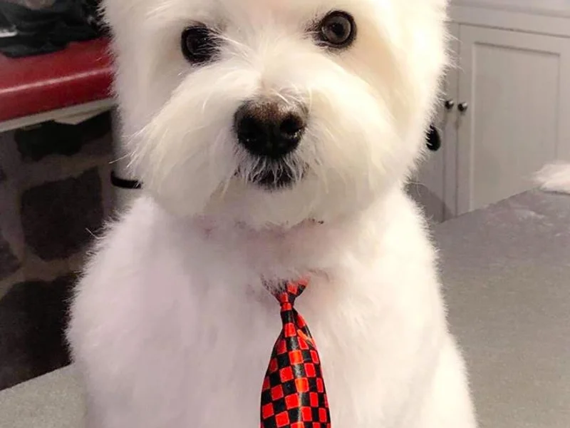 Institut De Tonte Poil-Luxe