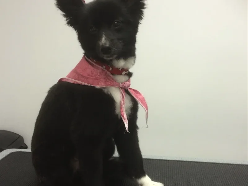 Toilettage Fine Touche