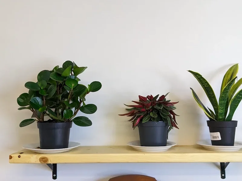 Anne-Marie Côté Acupuncture