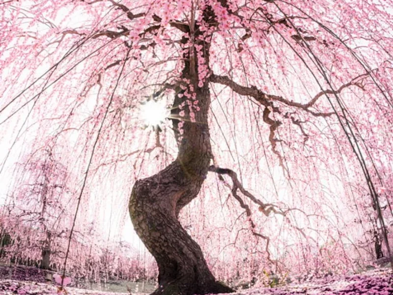 Camille Nadeau Acupuncteure