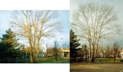 Best of 21 tree removal services in Quebec