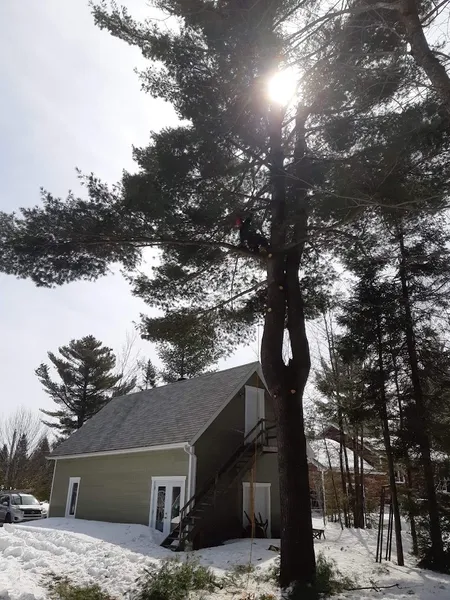 Quebec Pruning—Tree Services