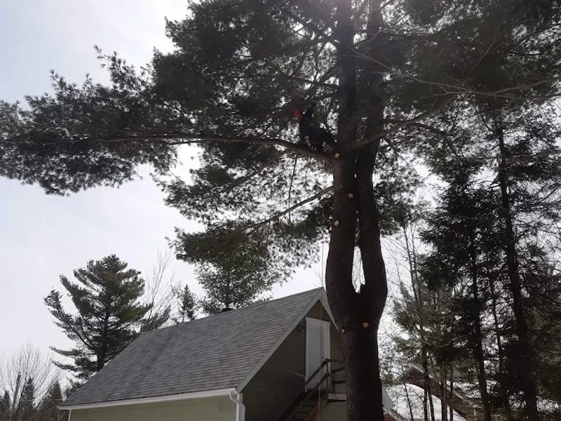 Quebec Pruning—Tree Services
