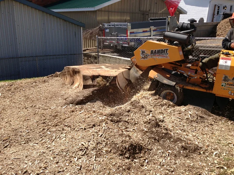 Turcotte Service d'arbres