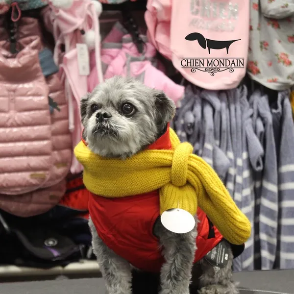 Chien Mondain - Mode Canine