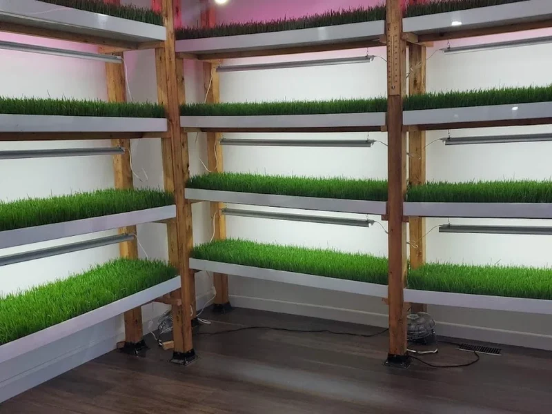 Vert de vie - supplément naturel d'herbe de blé