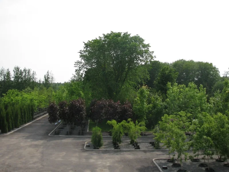 Arboréal Québec Ltée