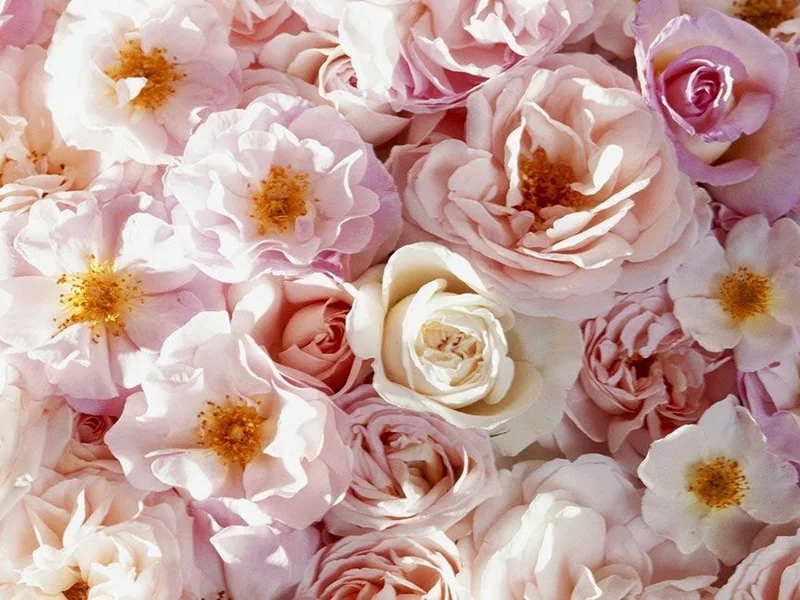 Fleuriste Aux Fleurs du Temps Québec