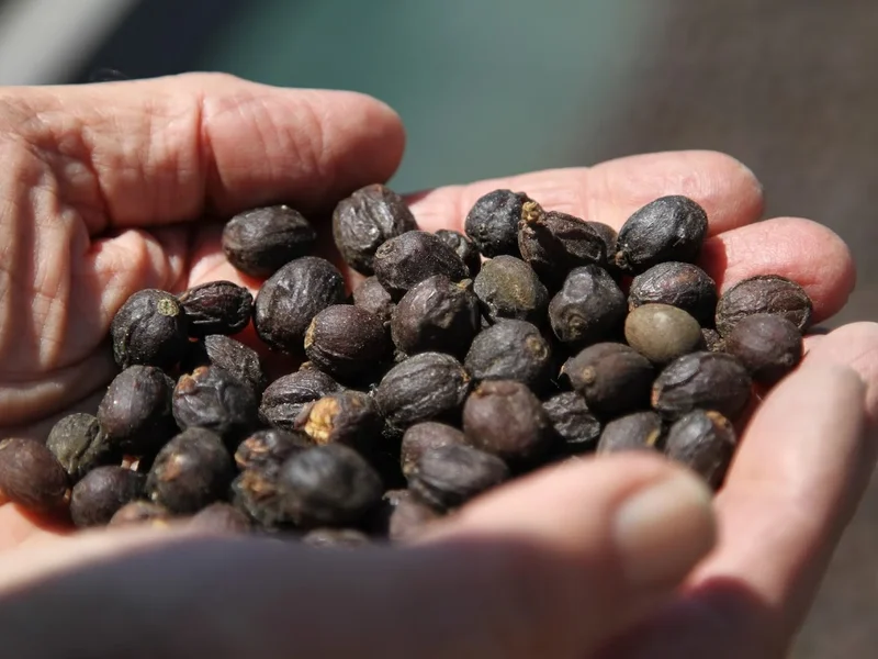 Stereo Coffee Roasters