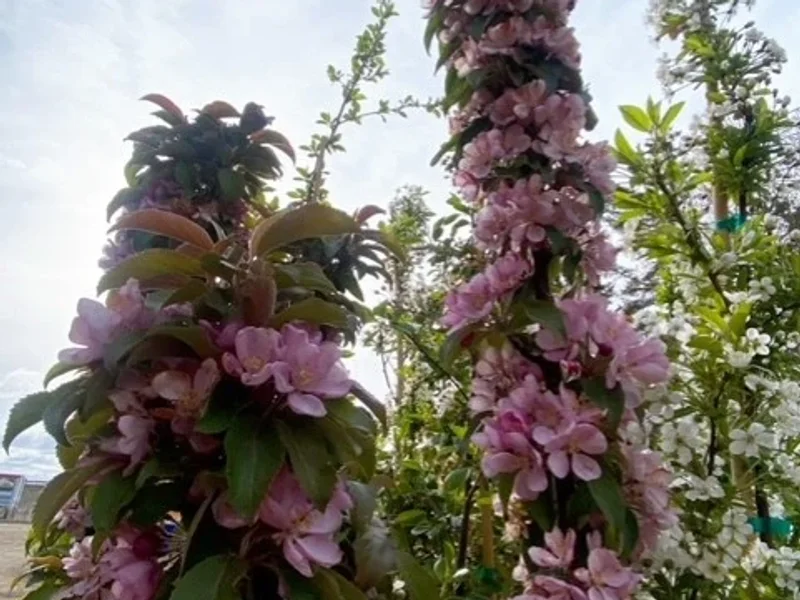 Blue Grass Nursery, Sod & Garden Centre - Edmonton