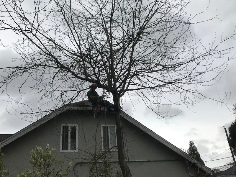 The Crooked Tree Arborist