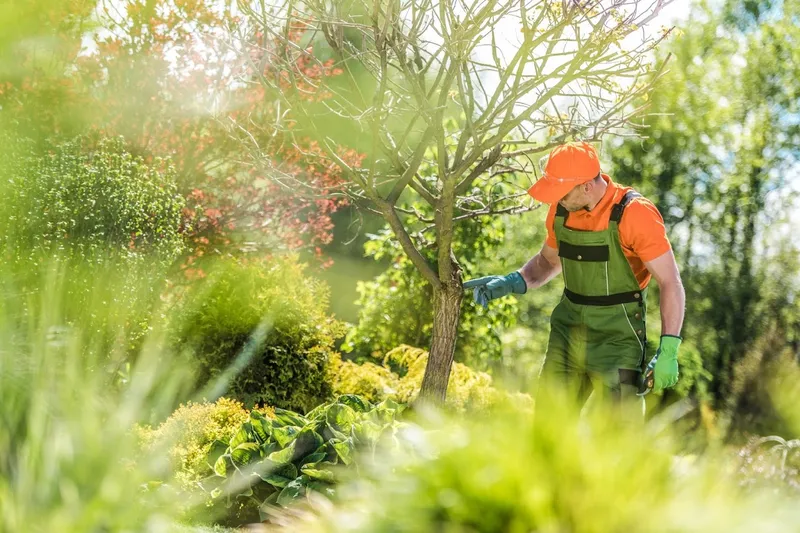 Edmonton Tree Care