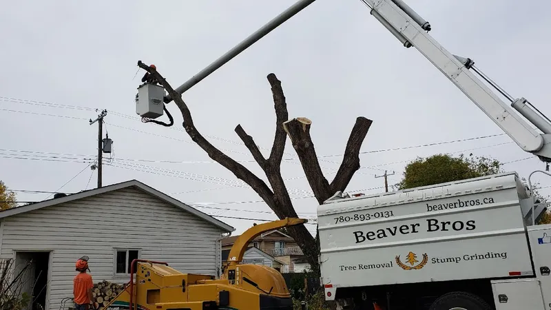 Beaver Bros